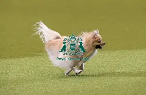 Rescue Dog Agility Prints: Crufts 2019 - Day Two, NEC, UK - 8 Mar 2019