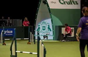 Rescue Dog Agility Prints: Crufts 2019 - Day Two, NEC, UK - 8 Mar 2019