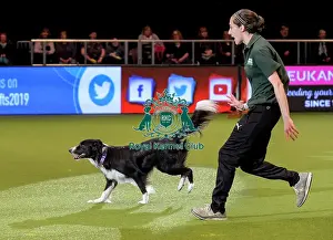 Rescue Dog Agility Prints: Crufts 2019 - Day Two, NEC, UK - 8 Mar 2019