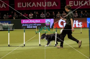 Crufts 2019 - Day Two, NEC, UK - 8 Mar 2019