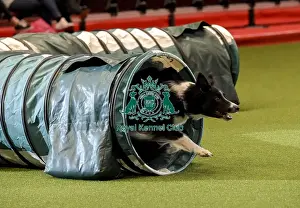 Rescue Dog Agility Prints: Crufts 2019 - Day Two, NEC, UK - 8 Mar 2019