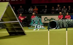 Rescue Dog Agility Prints: Crufts 2019 - Day Two, NEC, UK - 8 Mar 2019
