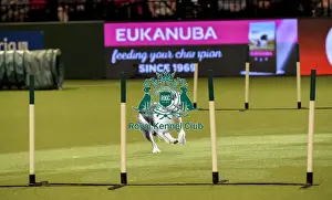 Rescue Dog Agility Prints: Crufts 2019 - Day Two, NEC, UK - 8 Mar 2019