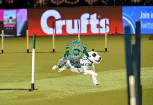 Rescue Dog Agility Prints: Crufts 2019 - Day Two, NEC, UK - 8 Mar 2019