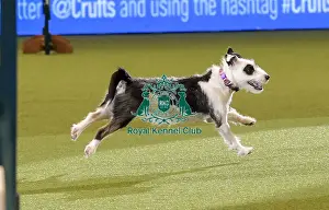 Rescue Dog Agility Prints: Crufts 2019 - Day Two, NEC, UK - 8 Mar 2019