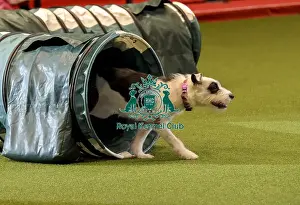 Rescue Dog Agility Prints: Crufts 2019 - Day Two, NEC, UK - 8 Mar 2019
