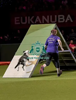 Rescue Dog Agility Prints: Crufts 2019 - Day Two, NEC, UK - 8 Mar 2019