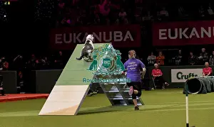 Rescue Dog Agility Prints: Crufts 2019 - Day Two, NEC, UK - 8 Mar 2019