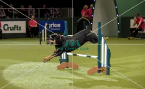 Crufts 2019 - Day Two, NEC, UK - 8 Mar 2019