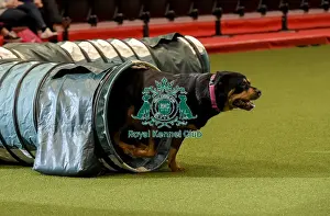 Rescue Dog Agility Prints: Crufts 2019 - Day Two, NEC, UK - 8 Mar 2019