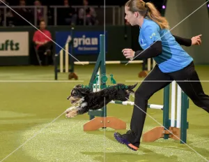 Crufts 2019 - Day Two, NEC, UK - 8 Mar 2019