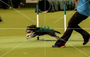 Crufts 2019 - Day Two, NEC, UK - 8 Mar 2019