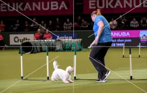 Crufts 2019 - Day Two, NEC, UK - 8 Mar 2019