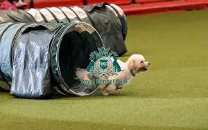 Rescue Dog Agility Prints: Crufts 2019 - Day Two, NEC, UK - 8 Mar 2019