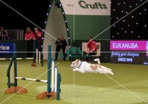 Crufts 2019 - Day Two, NEC, UK - 8 Mar 2019