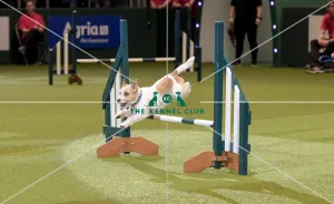 Crufts 2019 - Day Two, NEC, UK - 8 Mar 2019