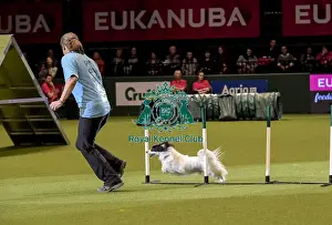 Crufts 2019 - Day Two, NEC, UK - 8 Mar 2019