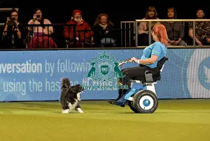 Rescue Dog Agility Prints: Crufts 2019 - Day Two, NEC, UK - 8 Mar 2019