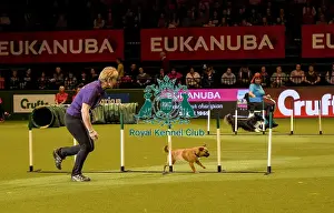 Rescue Dog Agility Prints: Crufts 2019 - Day Two, NEC, UK - 8 Mar 2019