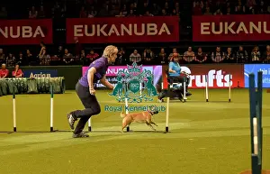 Rescue Dog Agility Prints: Crufts 2019 - Day Two, NEC, UK - 8 Mar 2019