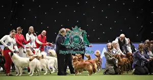 Breeders Competition Final Prints: Crufts 2019 - Day Two, NEC, UK - 8 Mar 2019