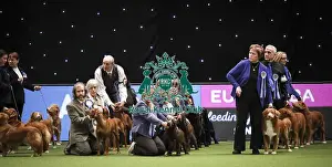 Crufts 2019 - Day Two, NEC, UK - 8 Mar 2019