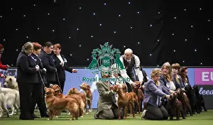 Breeders Competition Final Prints: Crufts 2019 - Day Two, NEC, UK - 8 Mar 2019
