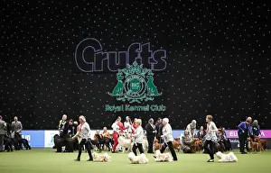 Breeders Competition Final Prints: Crufts 2019 - Day Two, NEC, UK - 8 Mar 2019