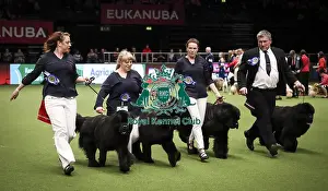 Breeders Competition Final Prints: Crufts 2019 - Day Two, NEC, UK - 8 Mar 2019