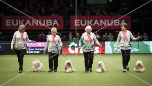 Crufts 2019 - Day Two, NEC, UK - 8 Mar 2019