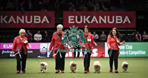 Breeders Competition Final Prints: Crufts 2019 - Day Two, NEC, UK - 8 Mar 2019