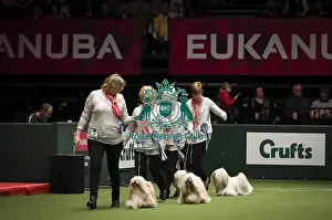 Breeders Competition Final Prints: Crufts 2019 - Day Two, NEC, UK - 8 Mar 2019