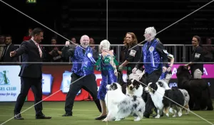 Crufts 2019 - Day Two, NEC, UK - 8 Mar 2019