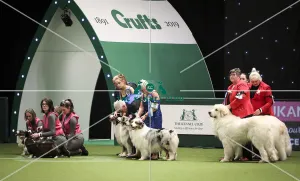 Crufts 2019 - Day Two, NEC, UK - 8 Mar 2019