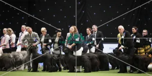 Crufts 2019 - Day Two, NEC, UK - 8 Mar 2019