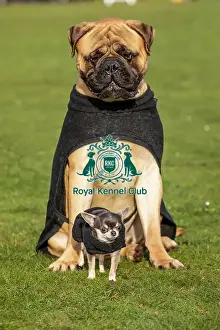 Bullmastiff Prints: Crufts 2019 - Day Two, NEC, UK - 8 Mar 2019