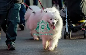 Samoyed Prints: Crufts 2019 - Day Two, NEC, UK - 8 Mar 2019