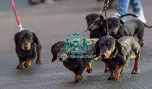 20190308 Prints: Crufts 2019 - Day Two, NEC, UK - 8 Mar 2019