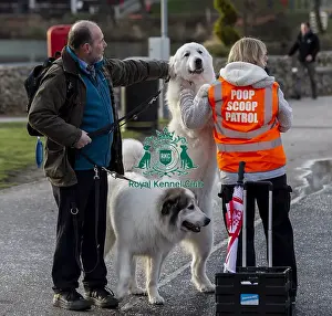 Pyrenean Mountain Dog Prints: Crufts 2019 - Day Two, NEC, UK - 8 Mar 2019