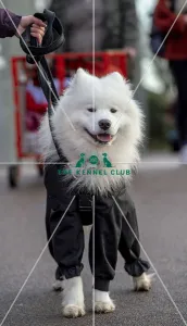 Crufts 2019 - Day Two, NEC, UK - 8 Mar 2019