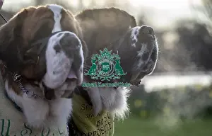 Arrival Prints: Crufts 2019 - Day Two, NEC, UK - 8 Mar 2019