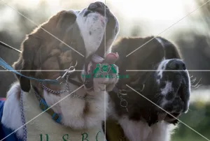 Crufts 2019 - Day Two, NEC, UK - 8 Mar 2019
