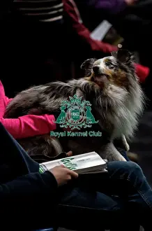Shetland Sheepdog Prints: Crufts 2019 - Day Two, NEC, UK - 8 Mar 2019