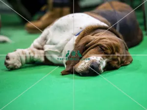 Basset Hound