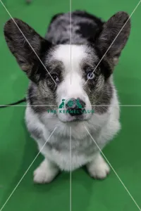 Crufts 2019 - Day Two, NEC, UK - 8 Mar 2019