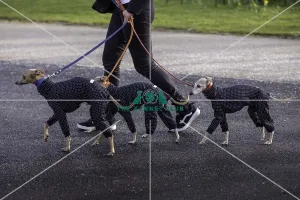 Crufts 2019 - Day Two, NEC, UK - 8 Mar 2019