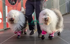 Crufts 2019 - Day Two, NEC, UK - 8 Mar 2019