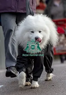 Samoyed Prints: Crufts 2019 - Day Two, NEC, UK - 8 Mar 2019
