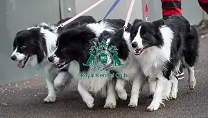 Border Collie Prints: Crufts 2019 - Day Two, NEC, UK - 8 Mar 2019