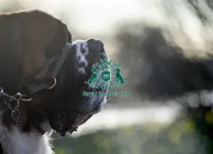 Crufts 2019 - Day Two, NEC, UK - 8 Mar 2019